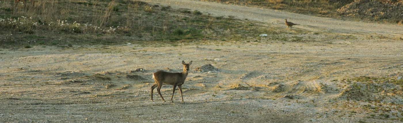 oekologie bodenaushub